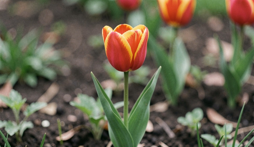A red and yellow tulip with a clear cup shape rising from a simple spring border