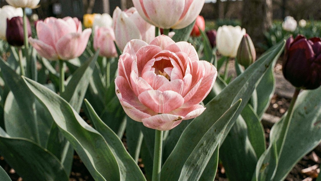 A full double late tulip flower among strong leaves, with other late blooms softly behind it