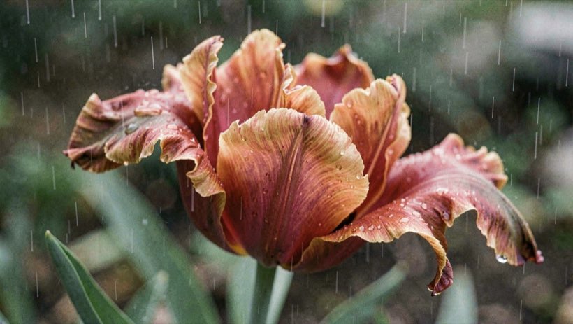 A ruffled parrot tulip with rain droplets and a bent petal edge