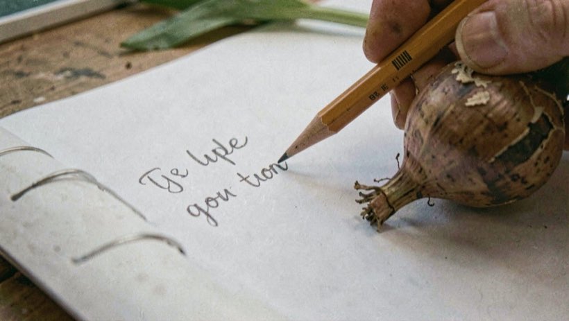 A pencil marking a tulip name on a paper index beside a bulb